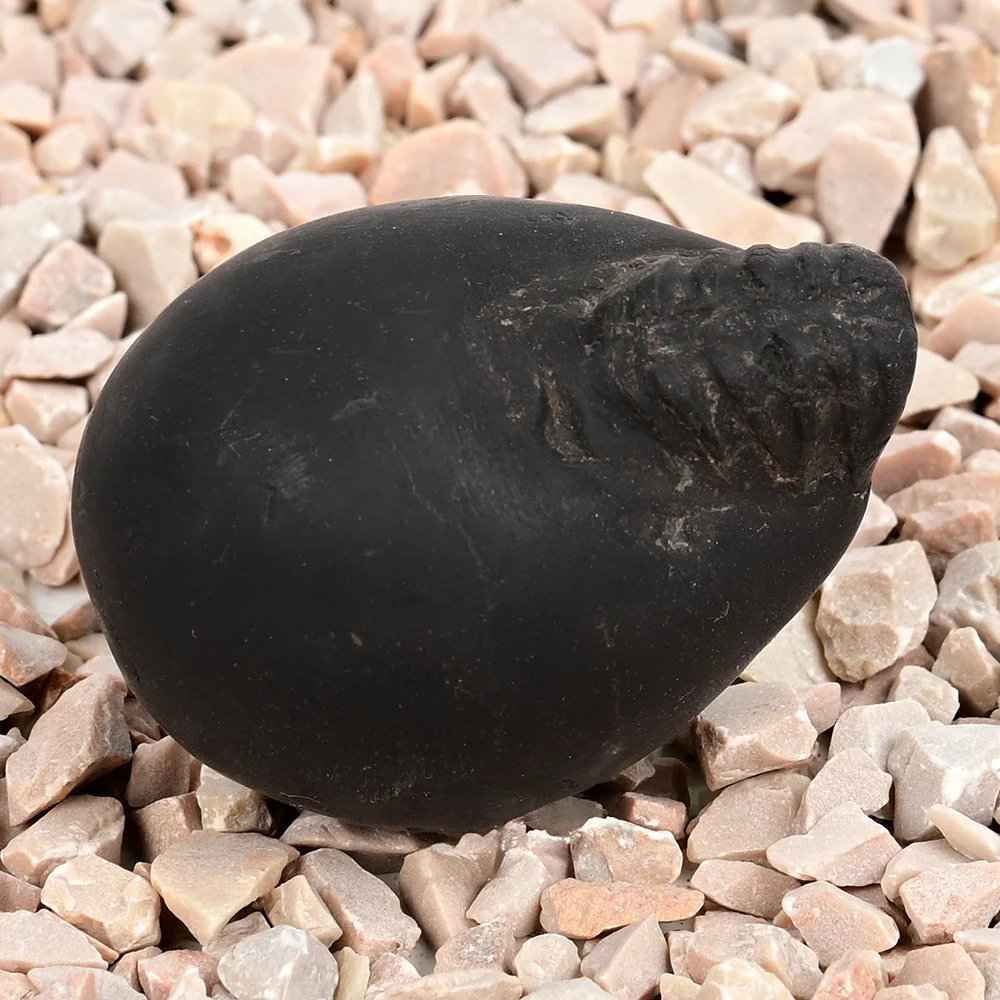 Laxmi Varaha Shaligram Shila — view 2