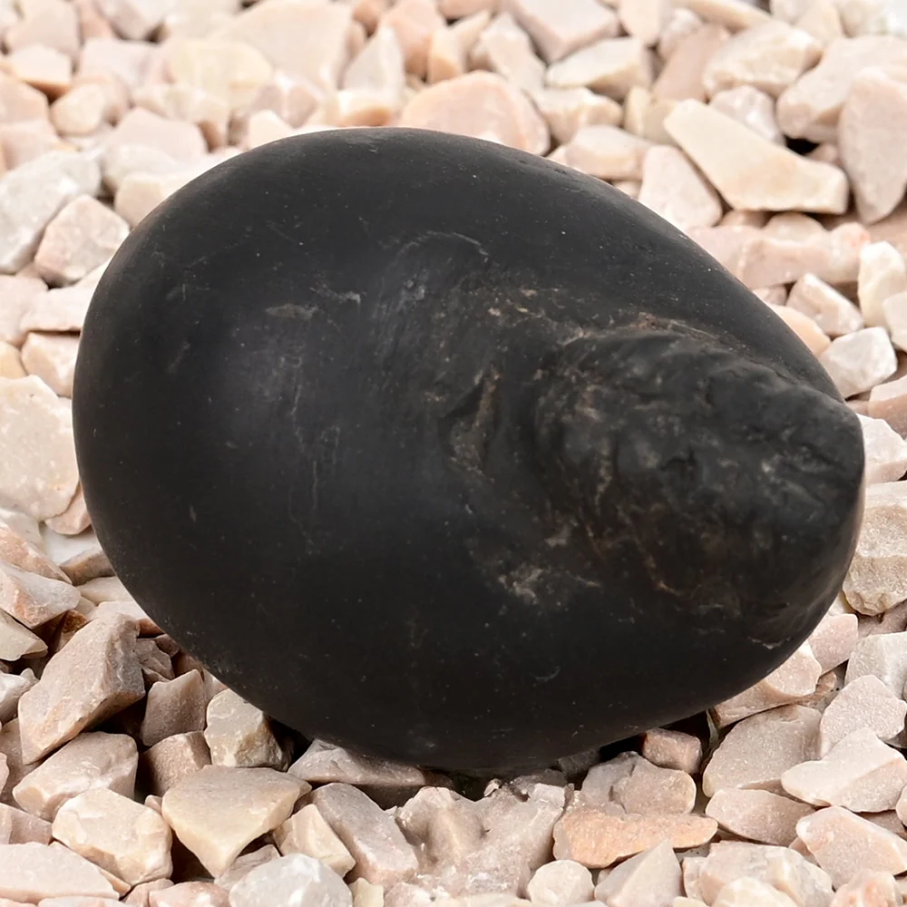 Laxmi Varaha Shaligram Shila — view 3