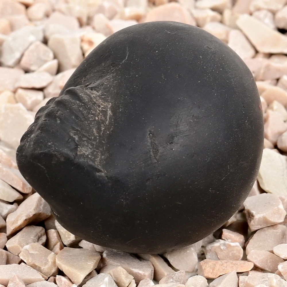 Laxmi Varaha Shaligram Shila — view 4