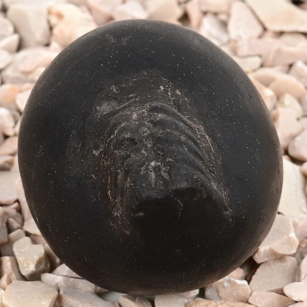Laxmi Varaha Shaligram Shila — view 5