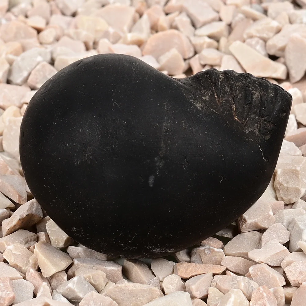 Laxmi Varaha Shaligram Shila — view 6
