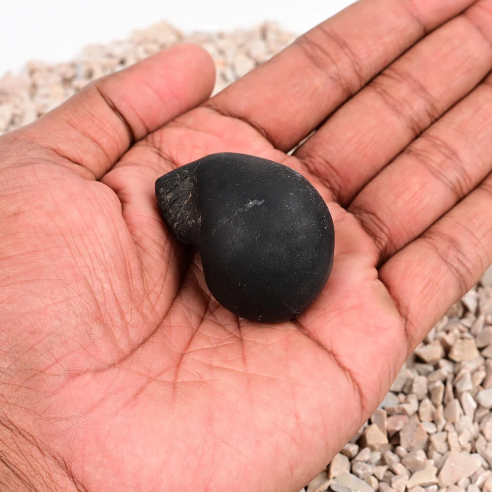 Laxmi Varaha Shaligram Shila — view 8