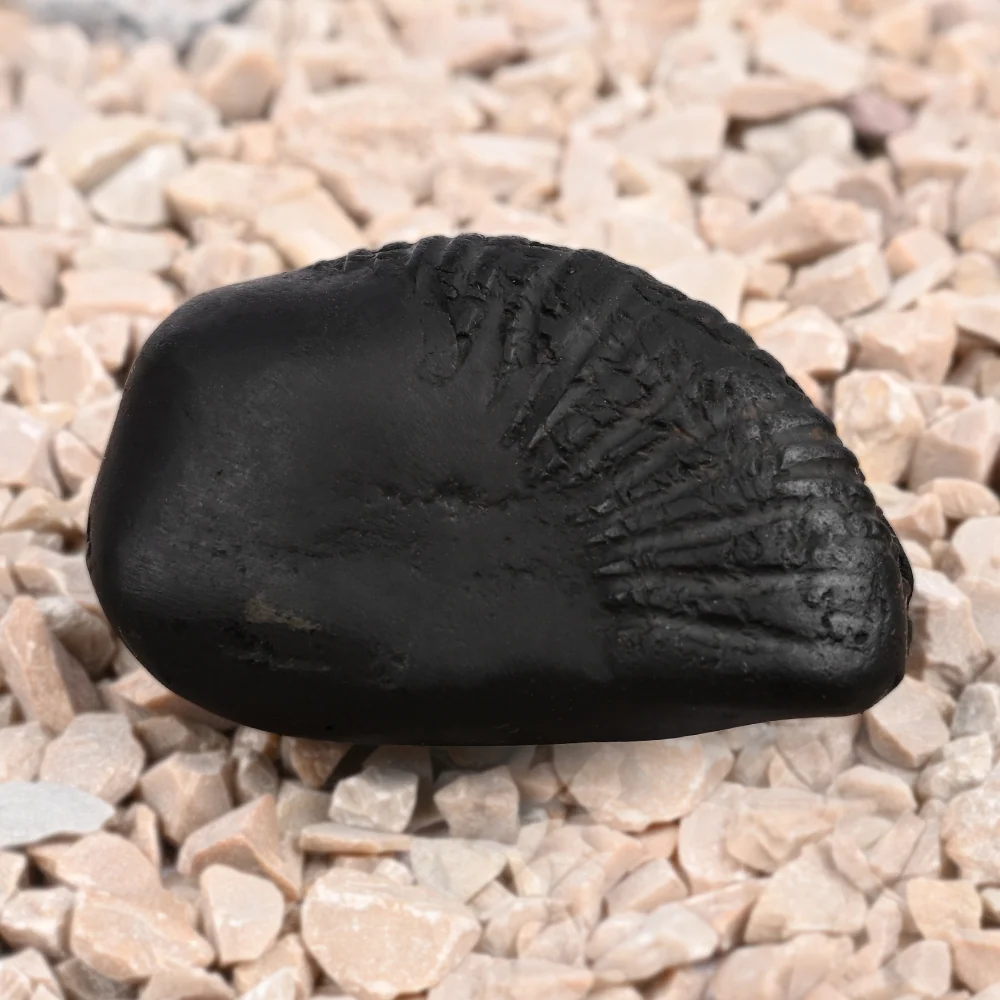 Hayagriva Laxmi Shaligram Shila — 43 g