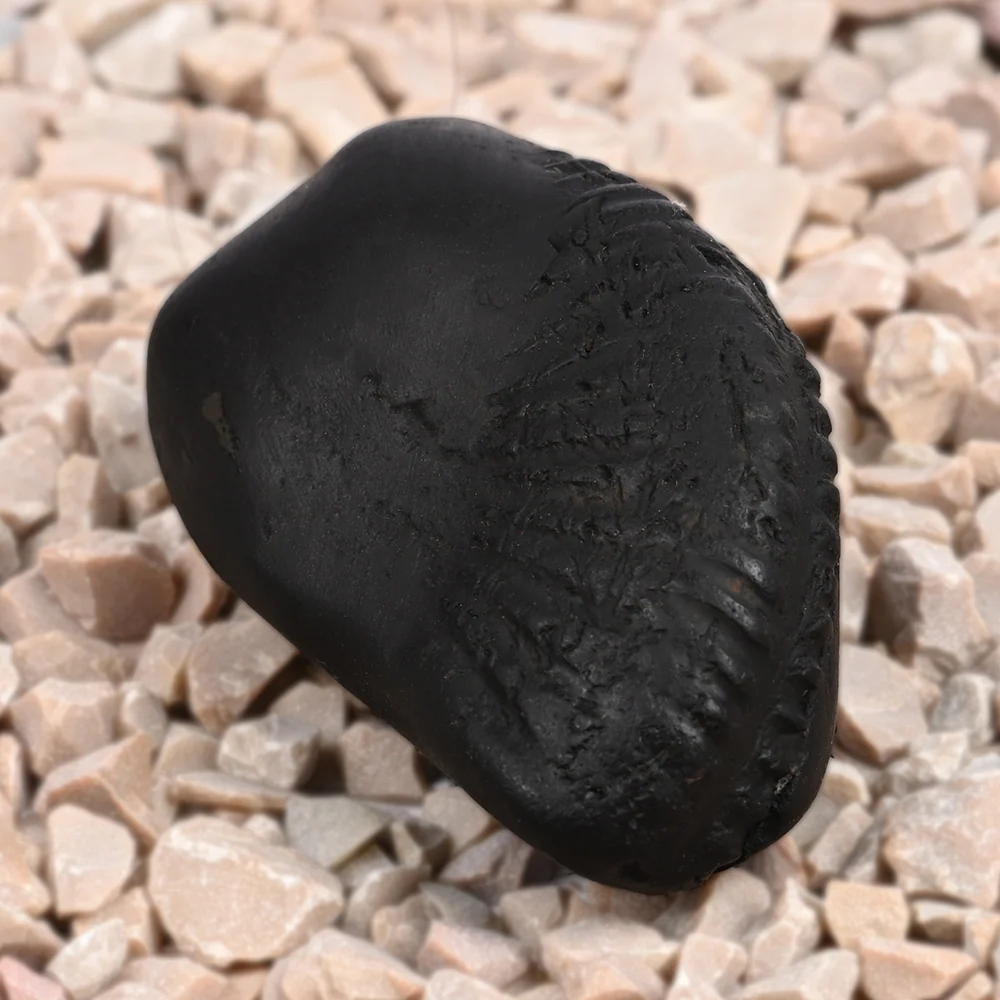 Hayagriva Laxmi Shaligram Shila — 43 g — view 2