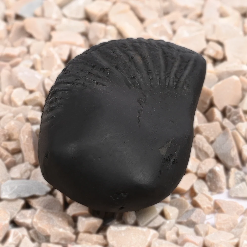 Hayagriva Laxmi Shaligram Shila — 43 g — view 3