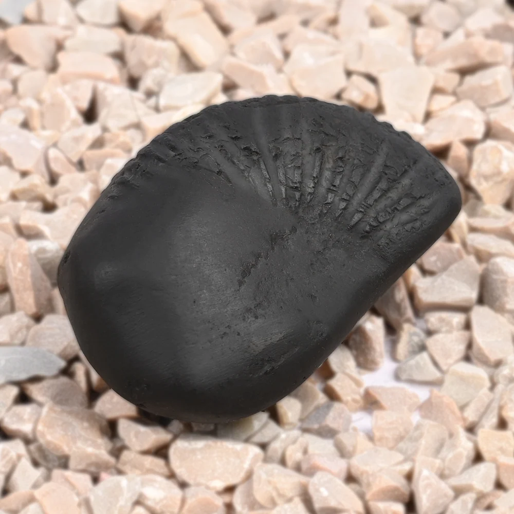 Hayagriva Laxmi Shaligram Shila — 43 g — view 4