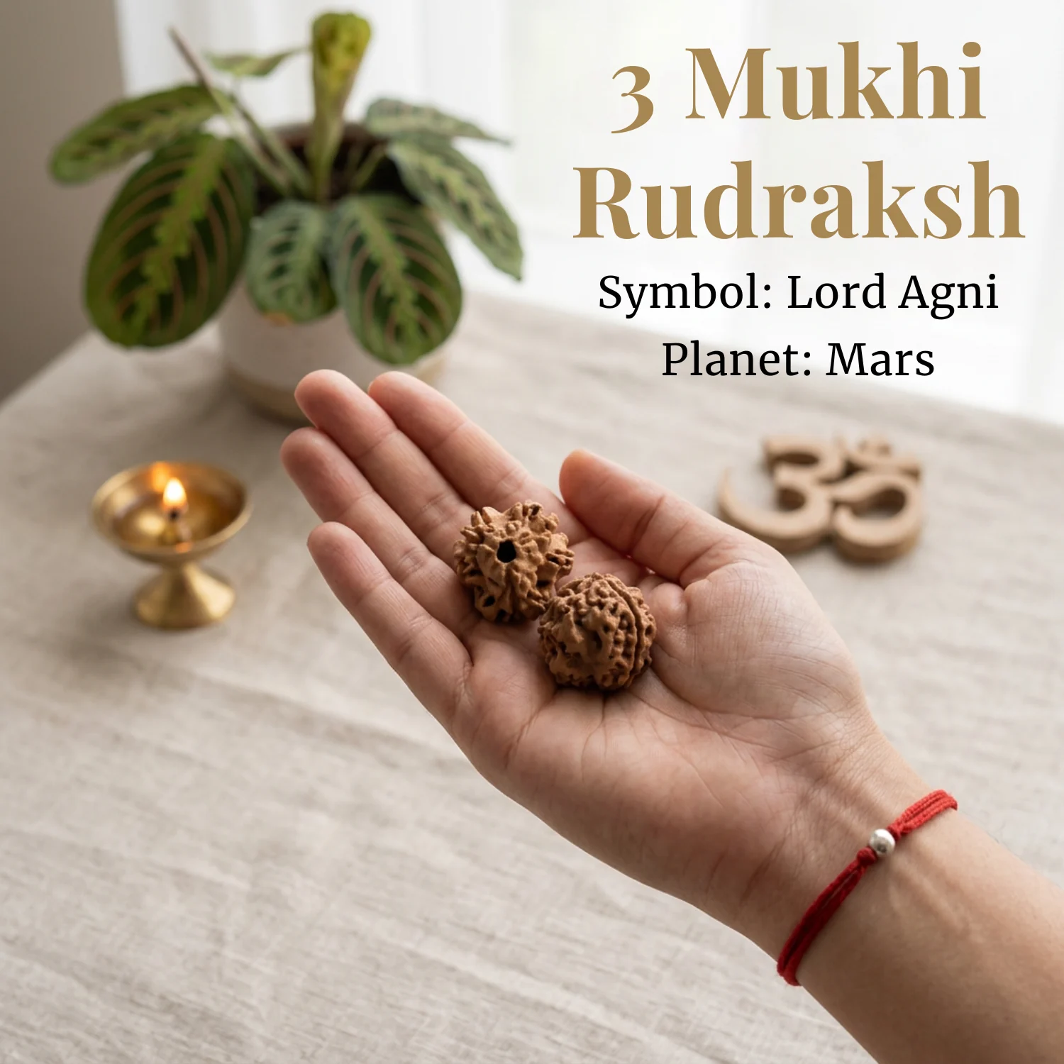 3 Mukhi Rudraksha
