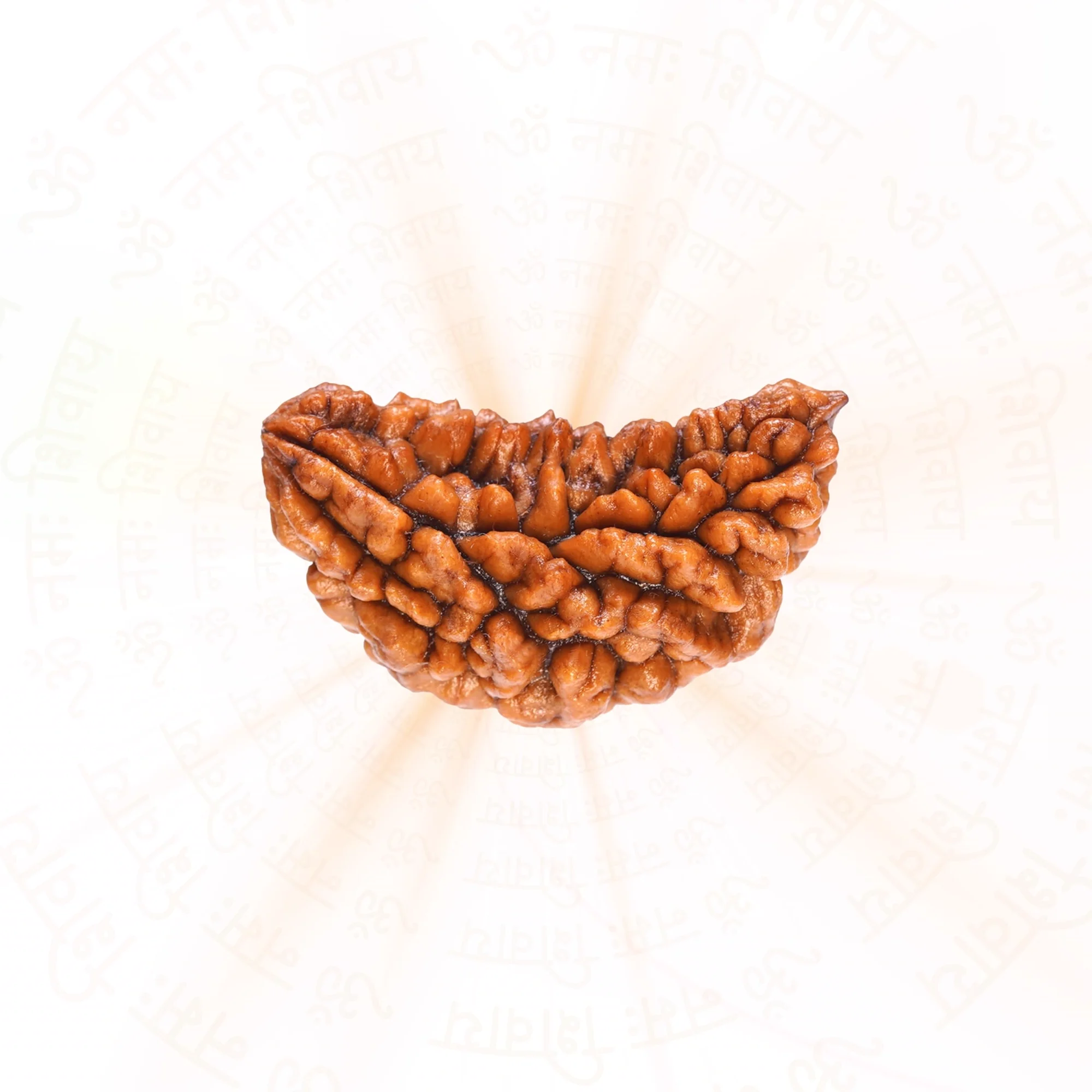 Premium 1 Mukhi Rudraksha — Nepal photo 2