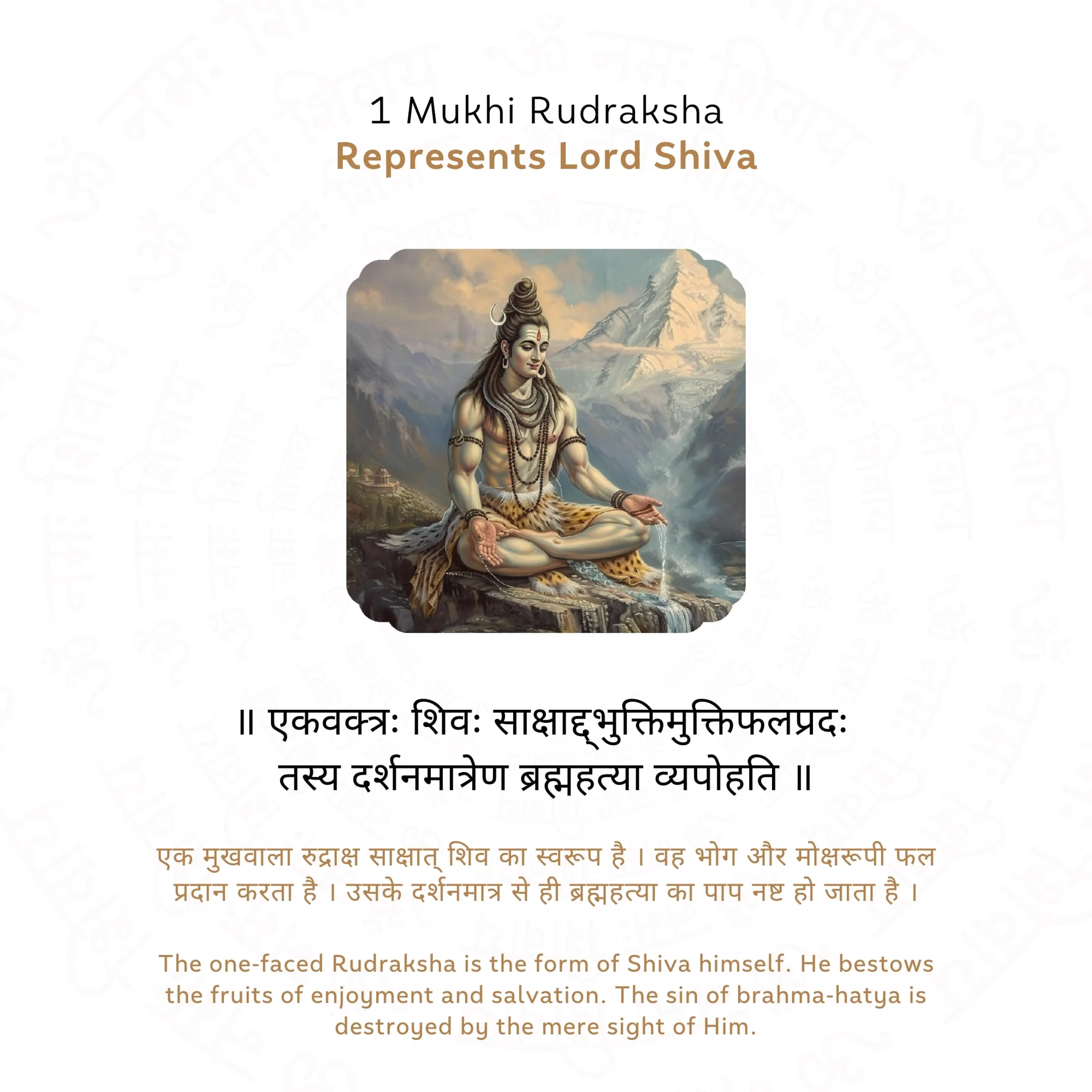 Premium 1 Mukhi Rudraksha — Nepal photo 4