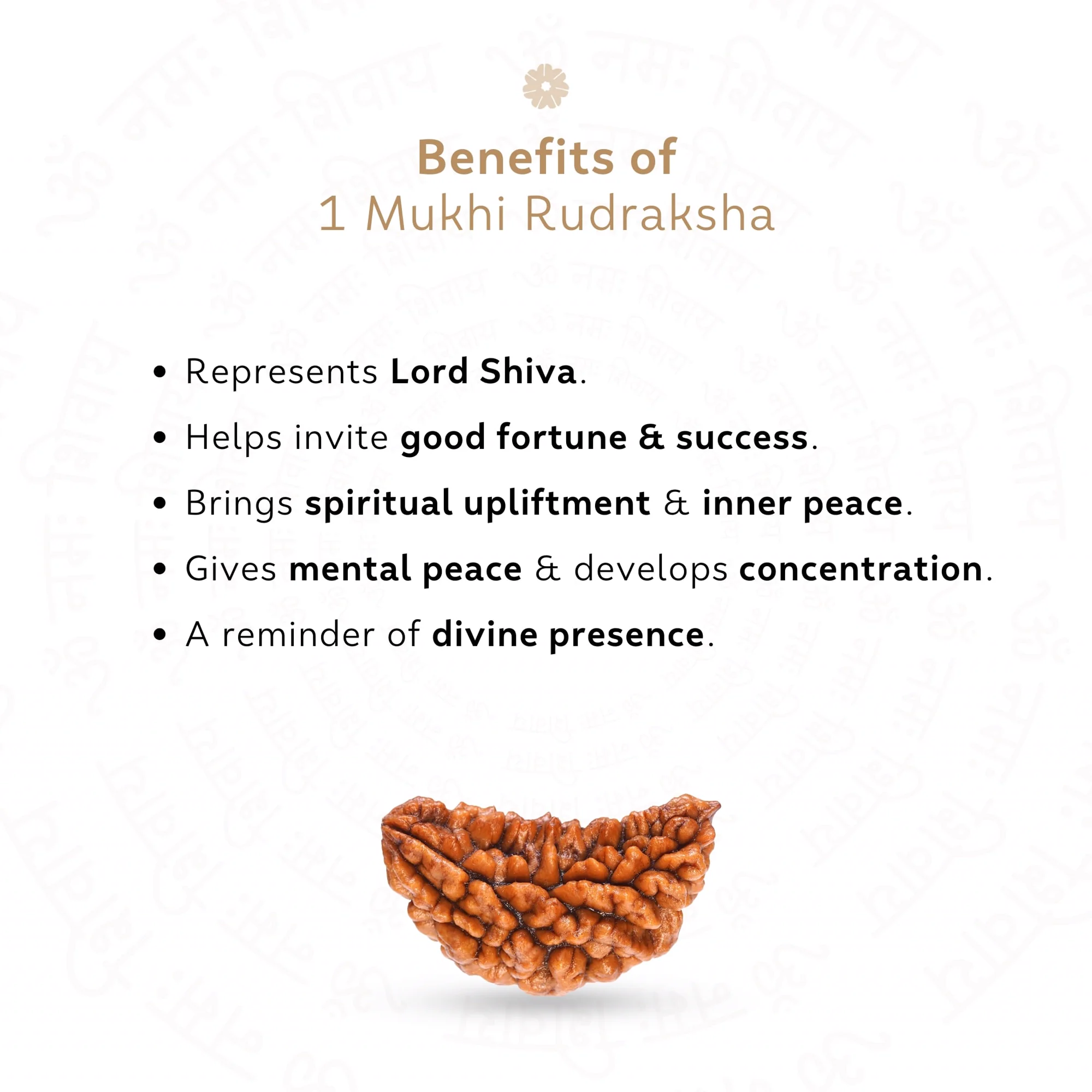 Premium 1 Mukhi Rudraksha — Nepal photo 3