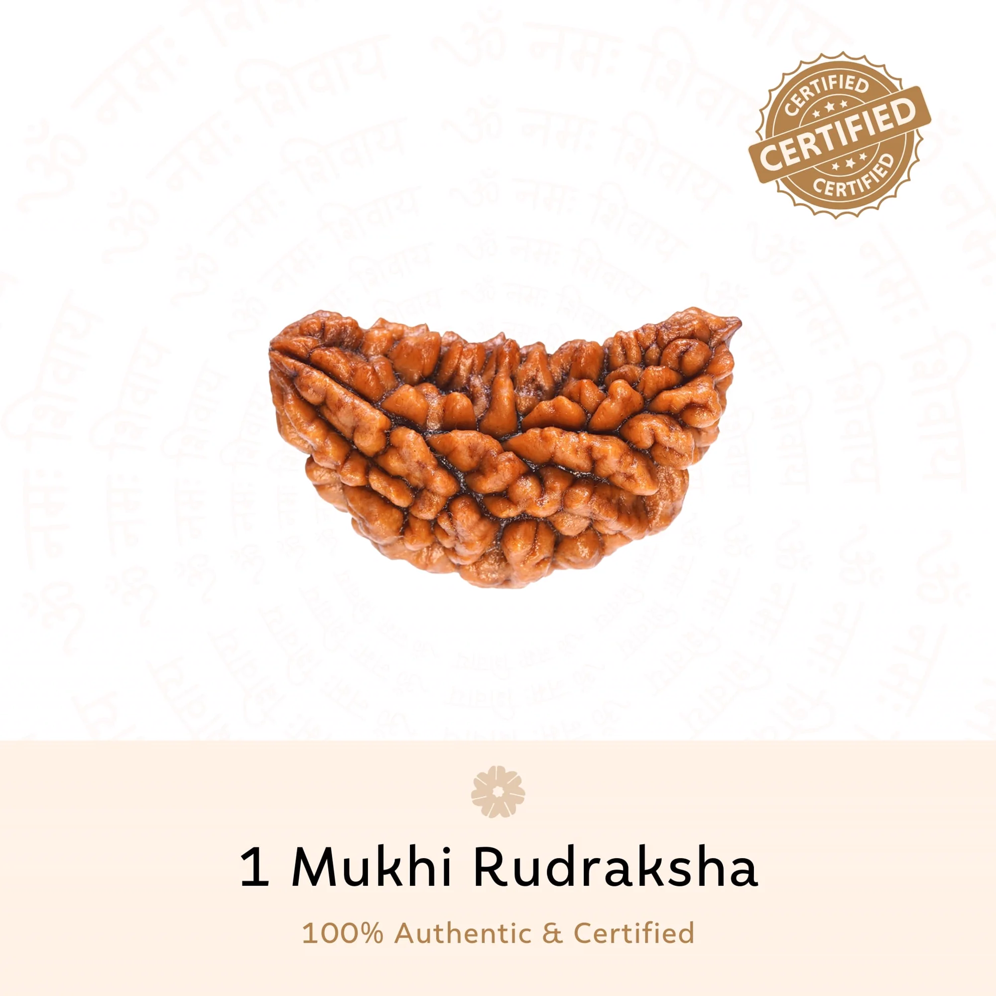 Premium 1 Mukhi Rudraksha