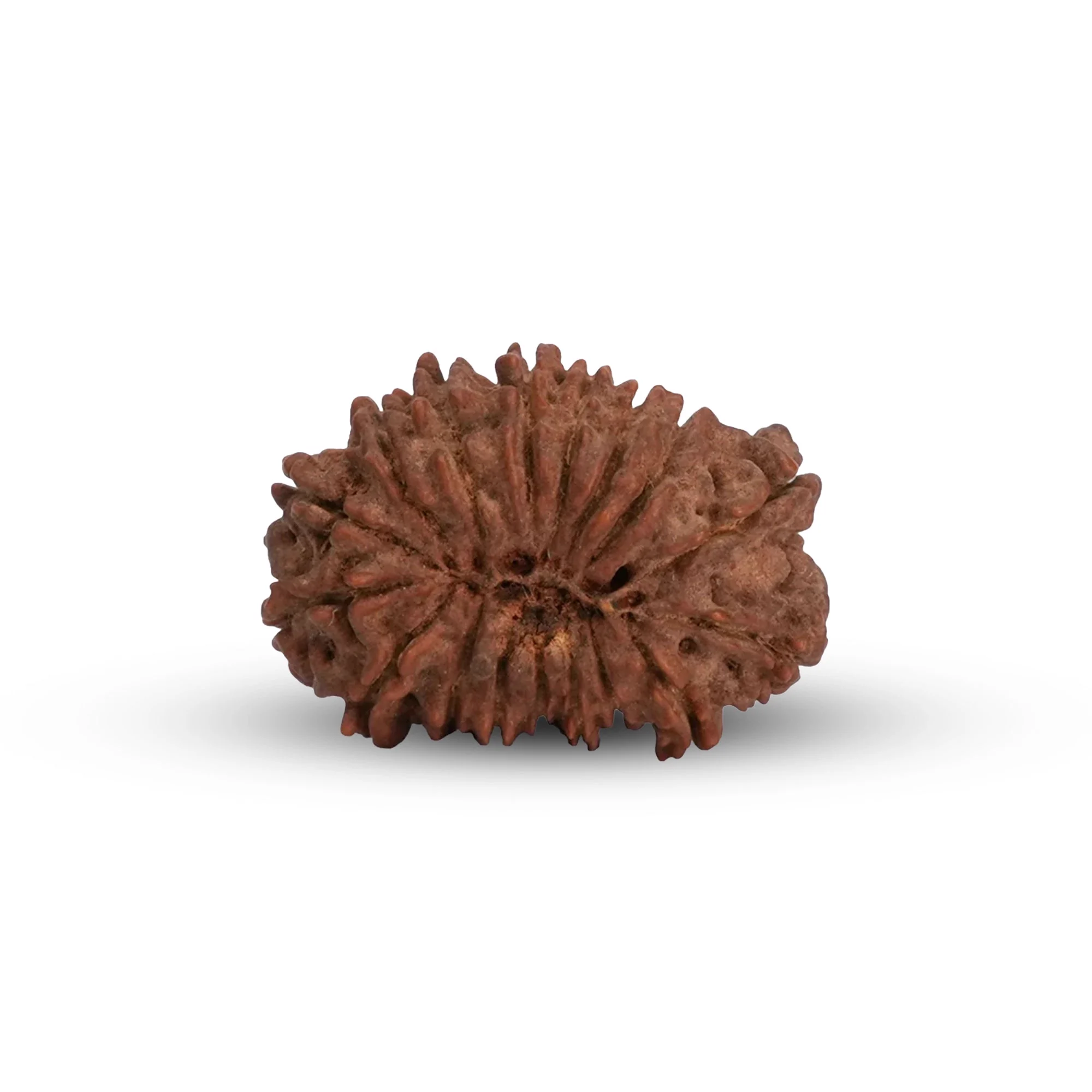 17 Mukhi Rudraksha – Original Nepali Collector Bead — Nepal photo 3