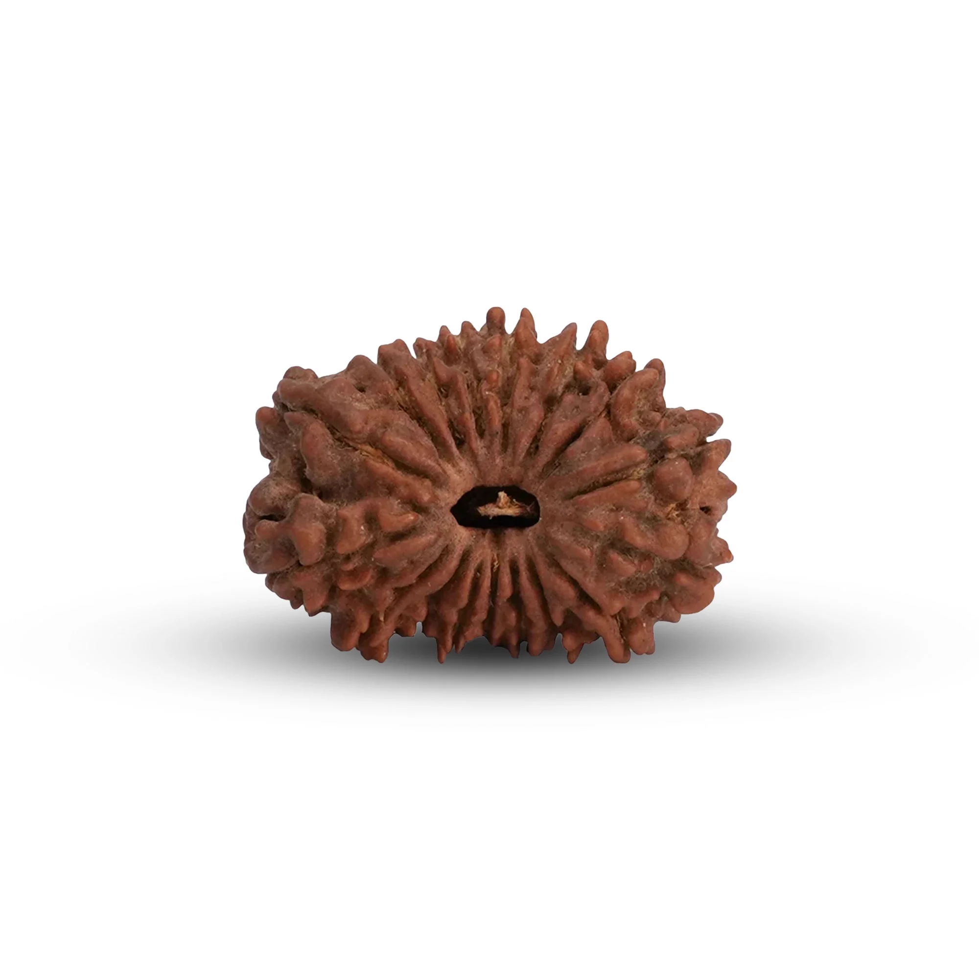 17 Mukhi Rudraksha – Original Nepali Collector Bead — Nepal photo 2