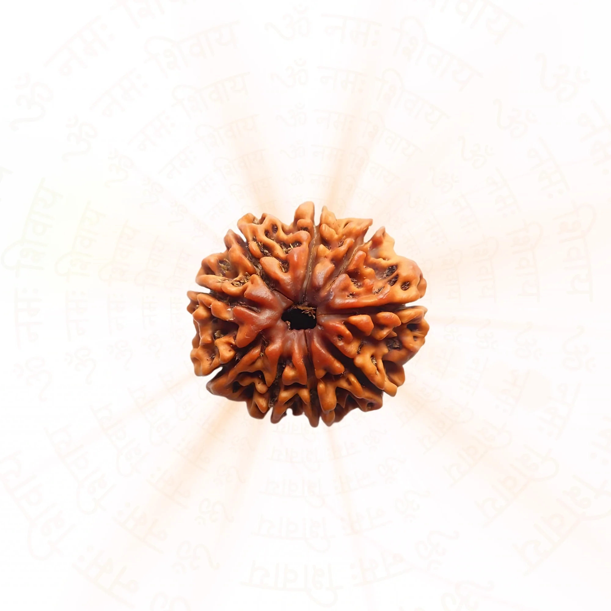 9 Mukhi Rudraksha ( Nepali ) — Nepal photo 2