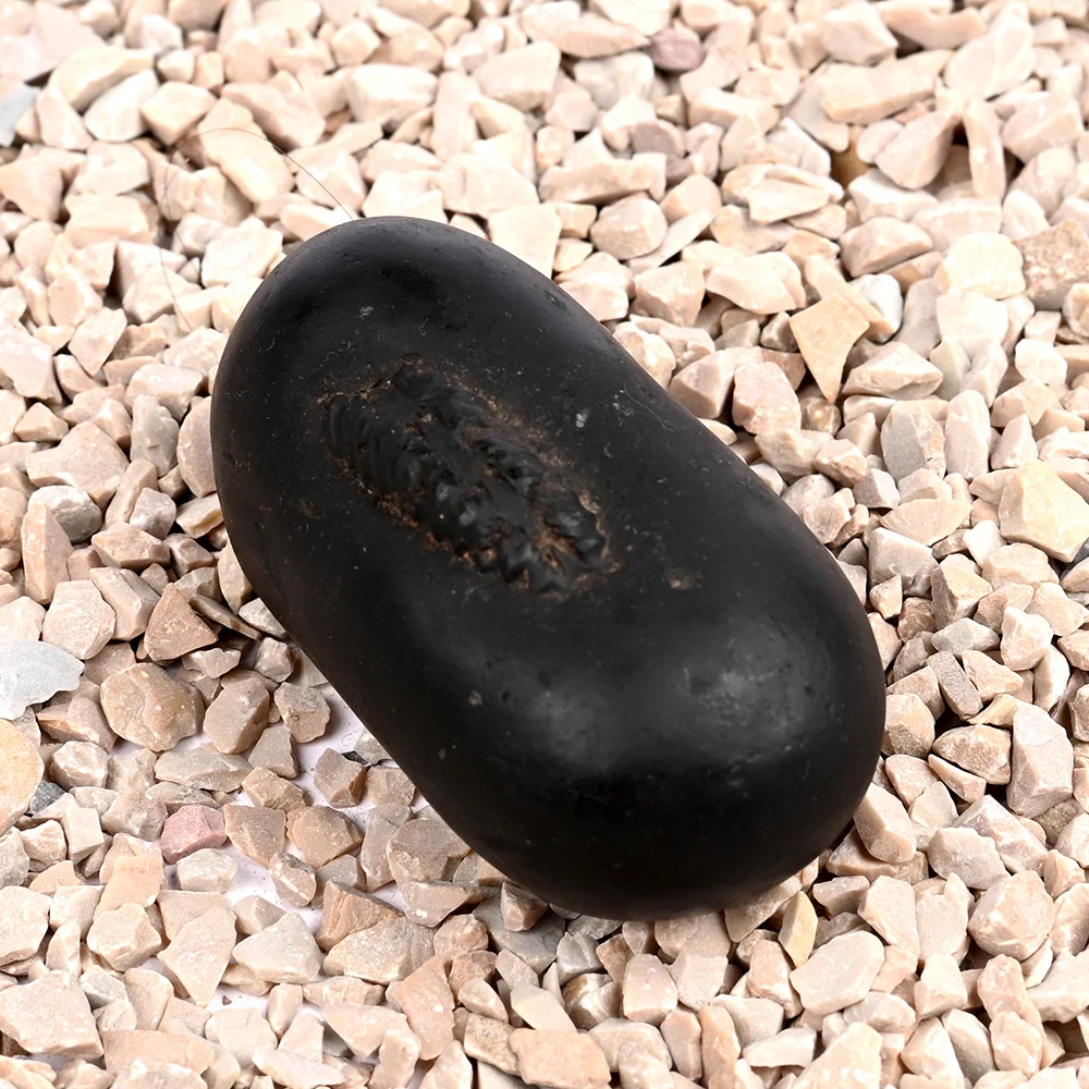 Santan Gopal Shaligram Shila — 140 g — view 3