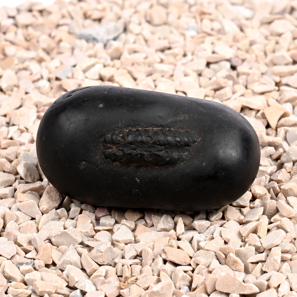 Santan Gopal Shaligram Shila — 140 g — view 4