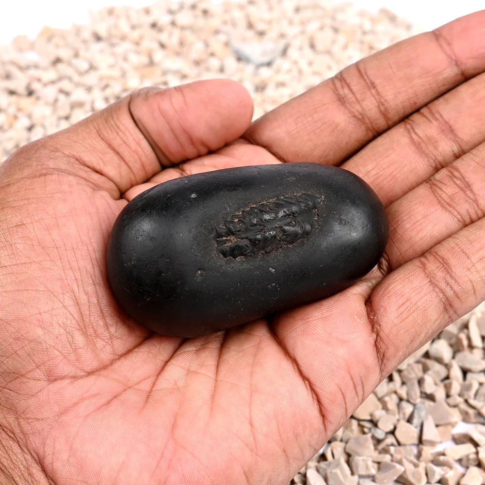 Santan Gopal Shaligram Shila — 140 g — view 5