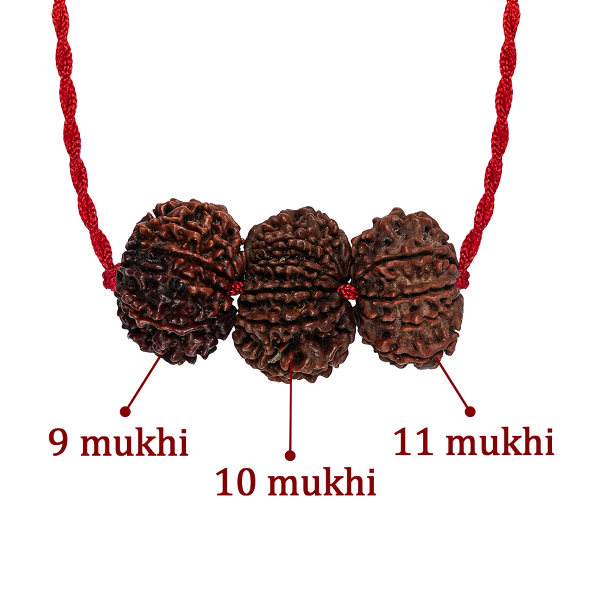 Evil Eye Raksha Kavach – 9, 10 & 11 Mukhi Rudraksha — Nepal photo 3