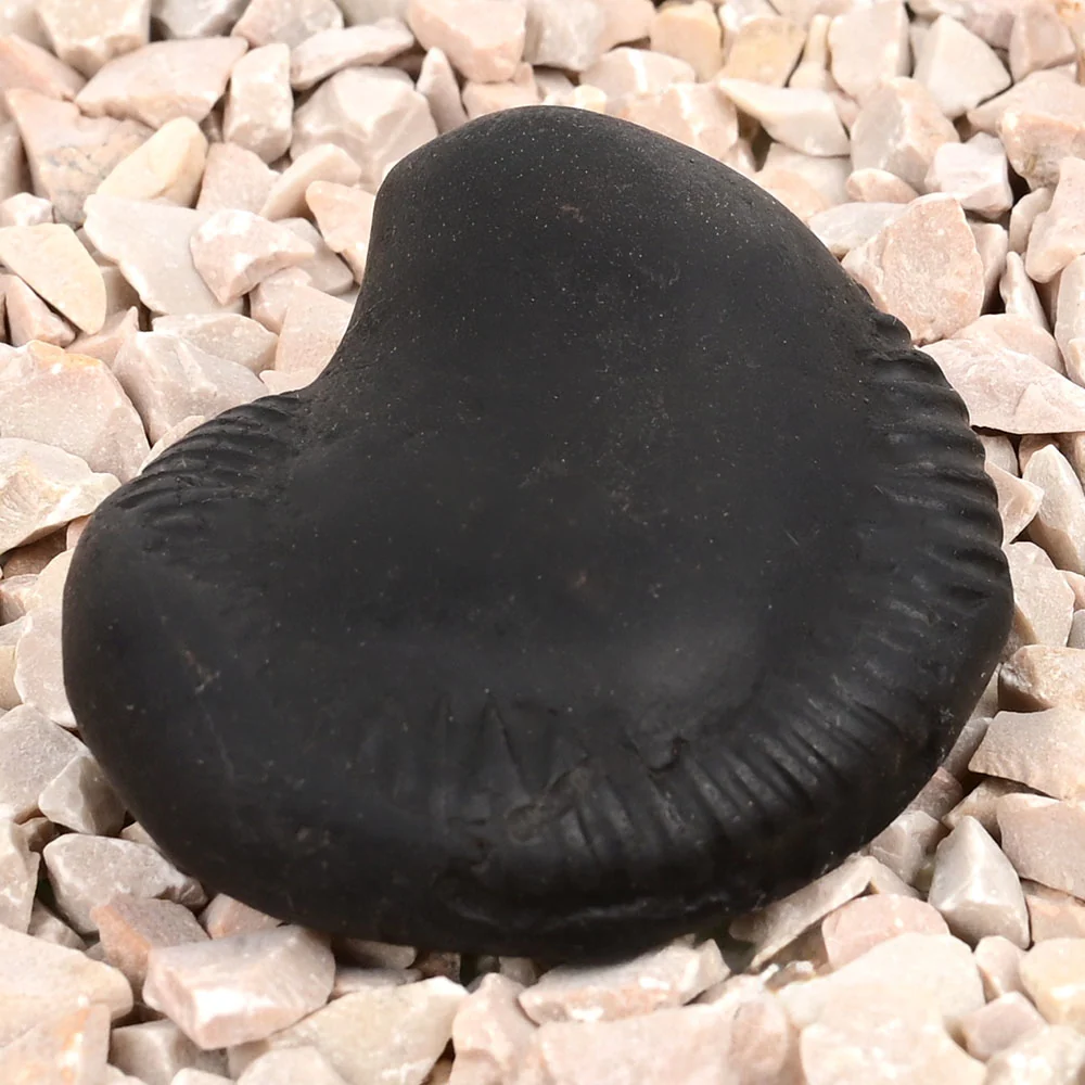 Laxmi Narayan Varana Shaligram Shila — view 2