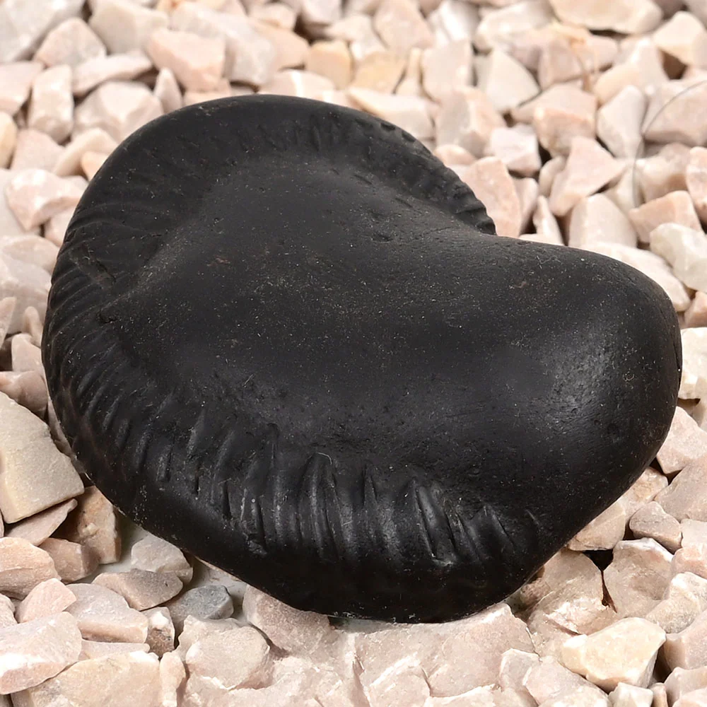 Laxmi Narayan Varana Shaligram Shila — view 3