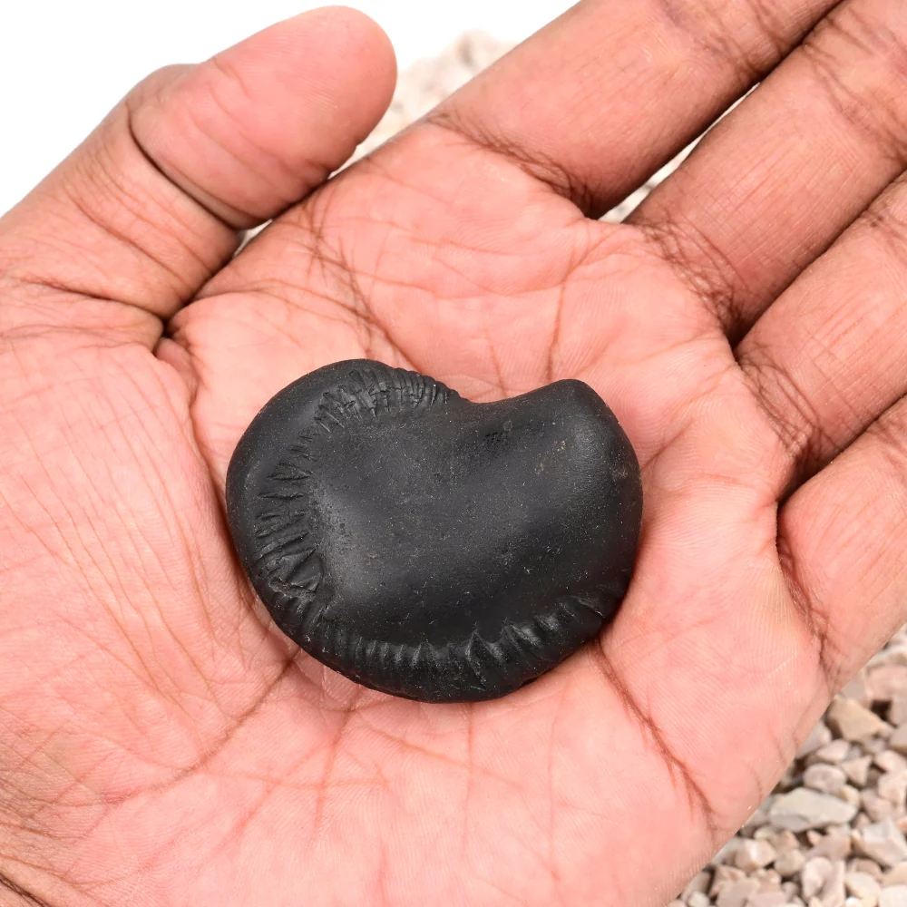 Laxmi Narayan Varana Shaligram Shila — view 5