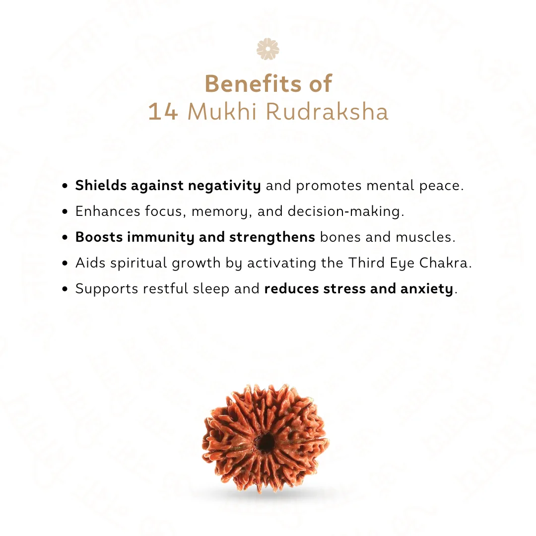 14 Mukhi Rudraksha (Nepali) — Nepal photo 3