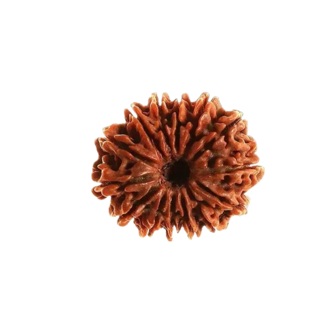 14 Mukhi Rudraksha (Nepali) — Nepal photo 5