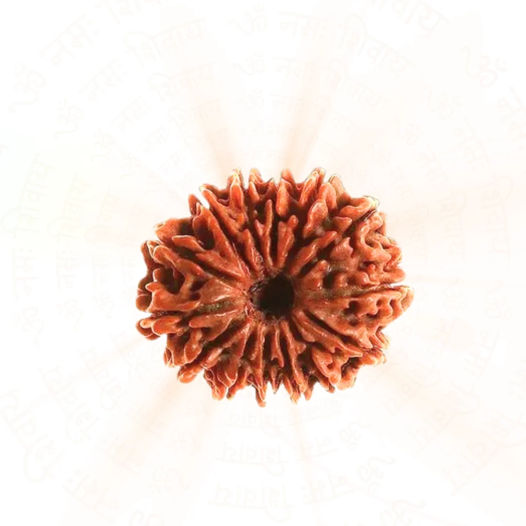 14 Mukhi Rudraksha (Nepali) — Nepal photo 2