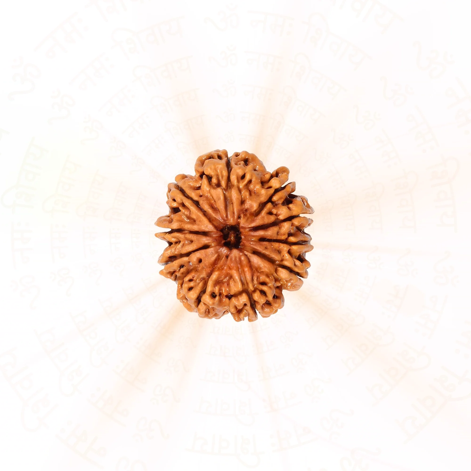 10 Mukhi Rudraksha ( Nepali ) — Nepal photo 2