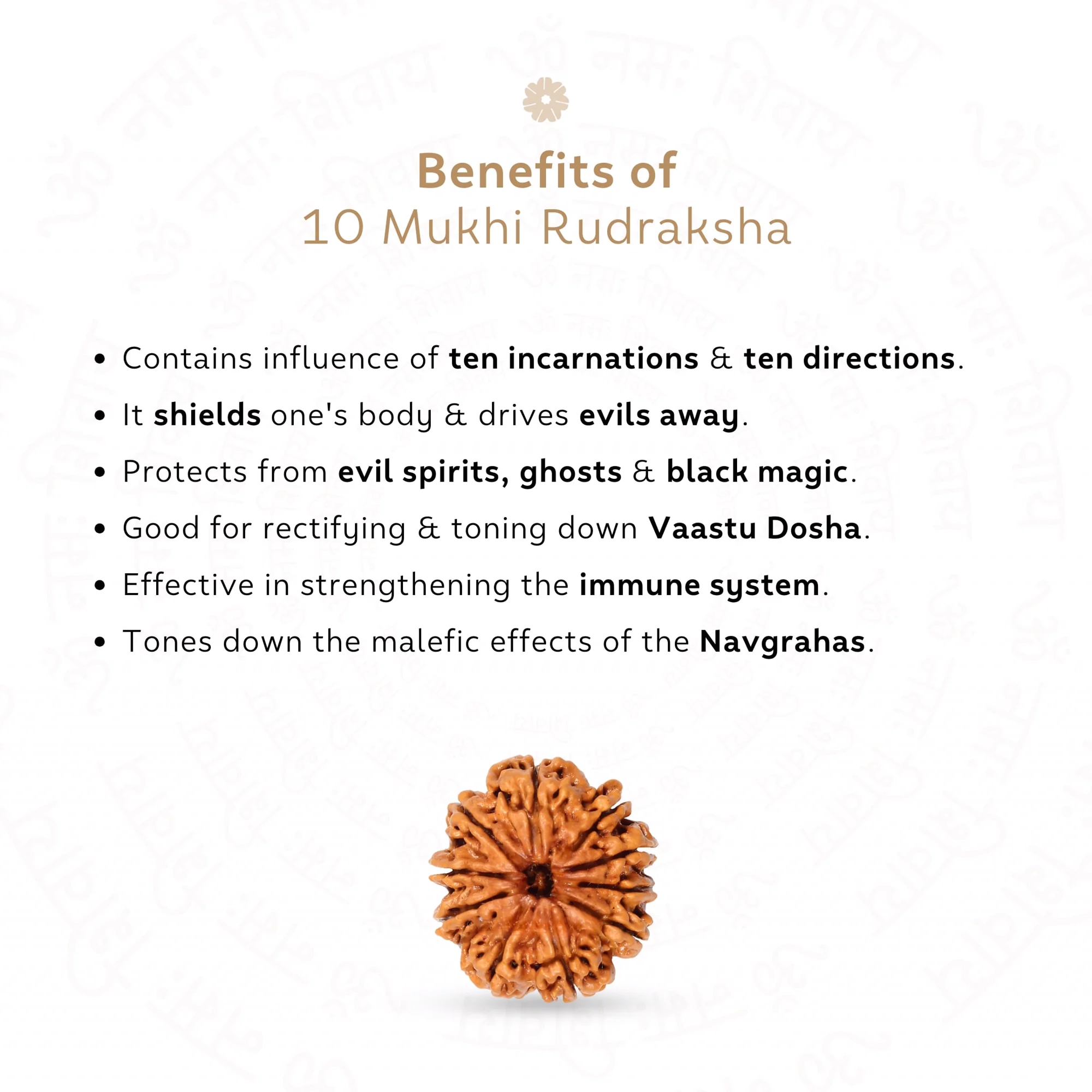 10 Mukhi Rudraksha ( Nepali ) — Nepal photo 3