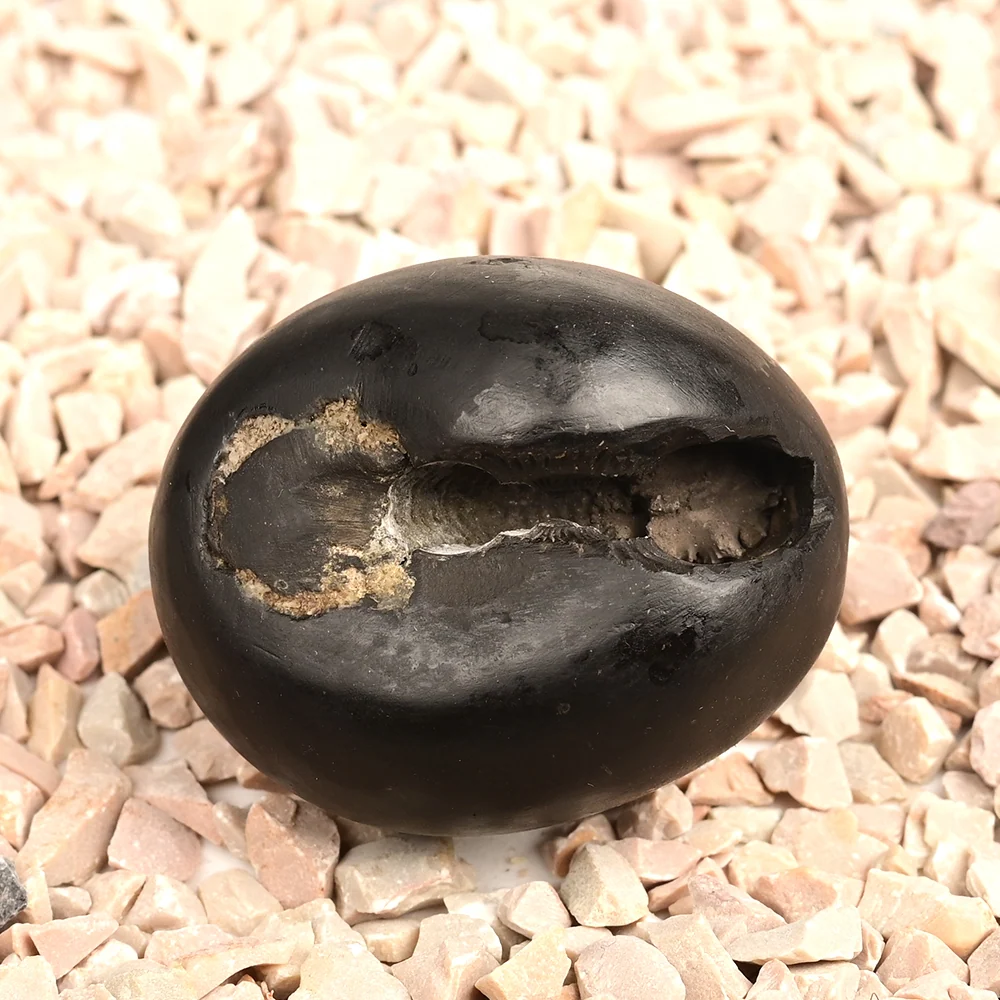 Chakradhari Shaligram Shila — 81 g