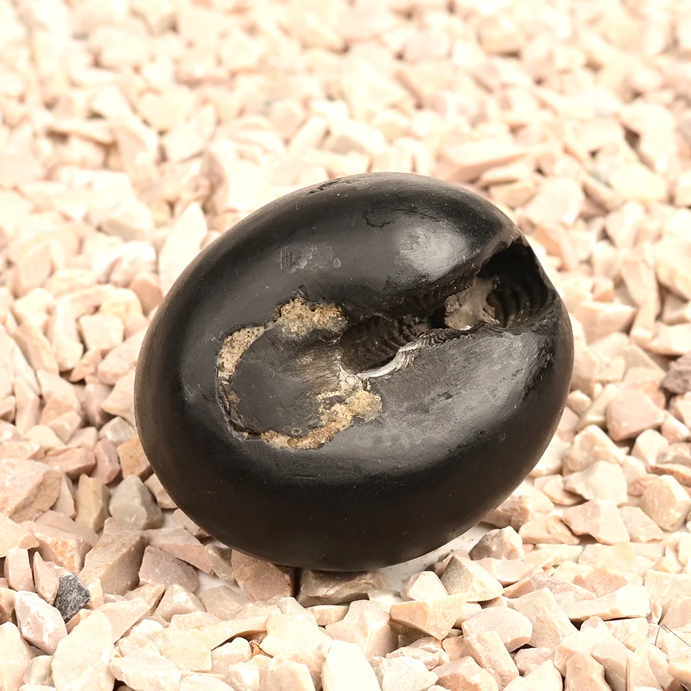 Chakradhari Shaligram Shila — 81 g — view 2