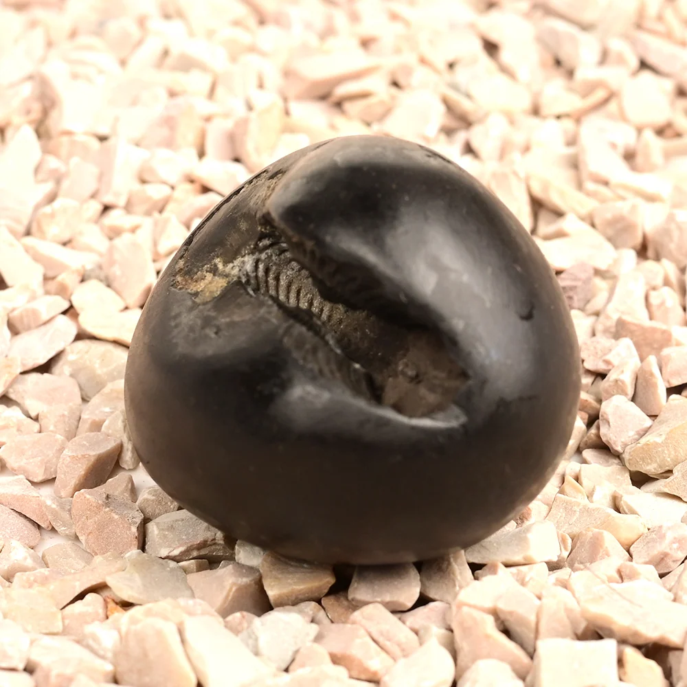 Chakradhari Shaligram Shila — 81 g — view 3