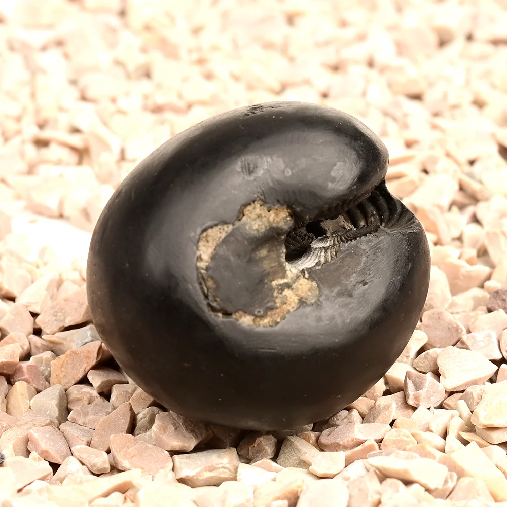 Chakradhari Shaligram Shila — 81 g — view 4