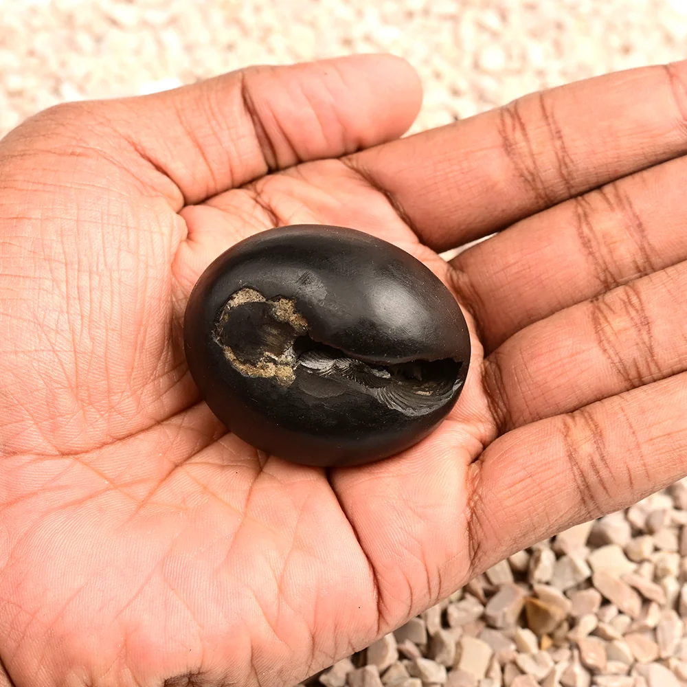 Chakradhari Shaligram Shila — 81 g — view 5