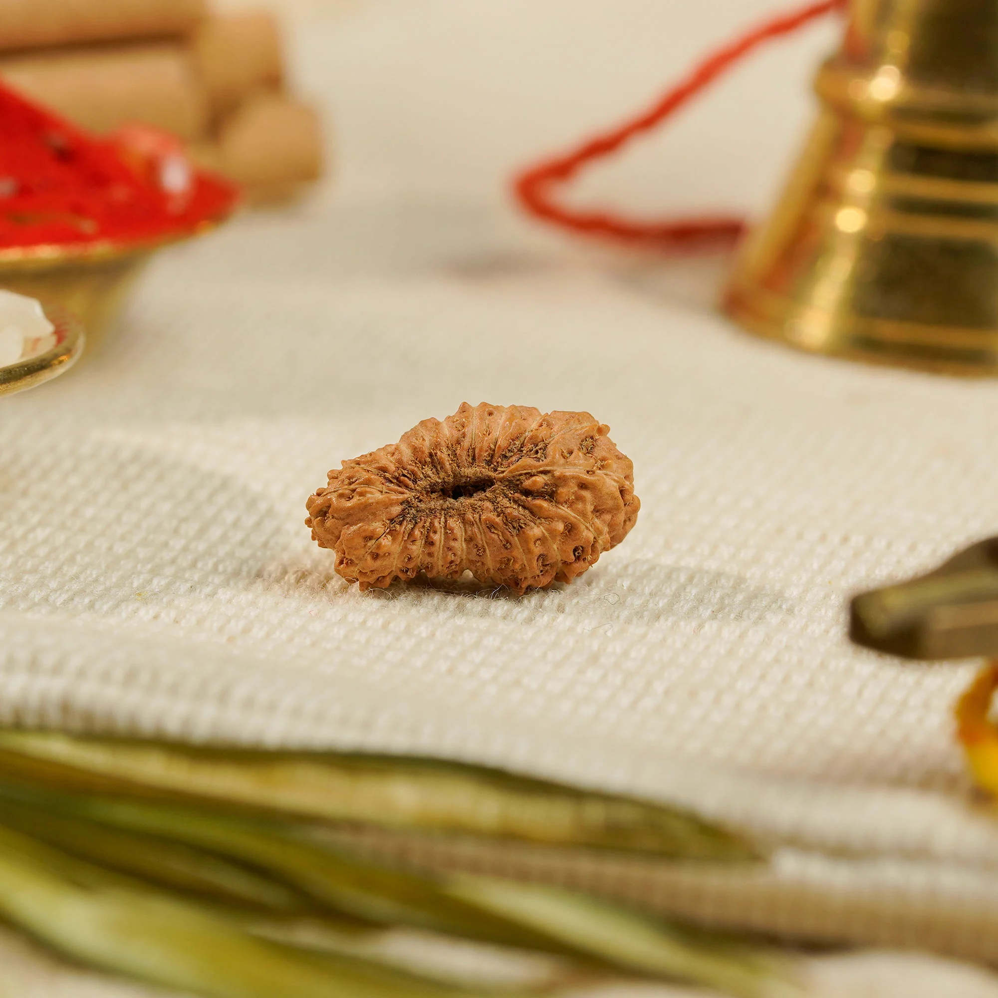 20 Mukhi Rudraksha – Original Indonesian (Java) Collector Bead
