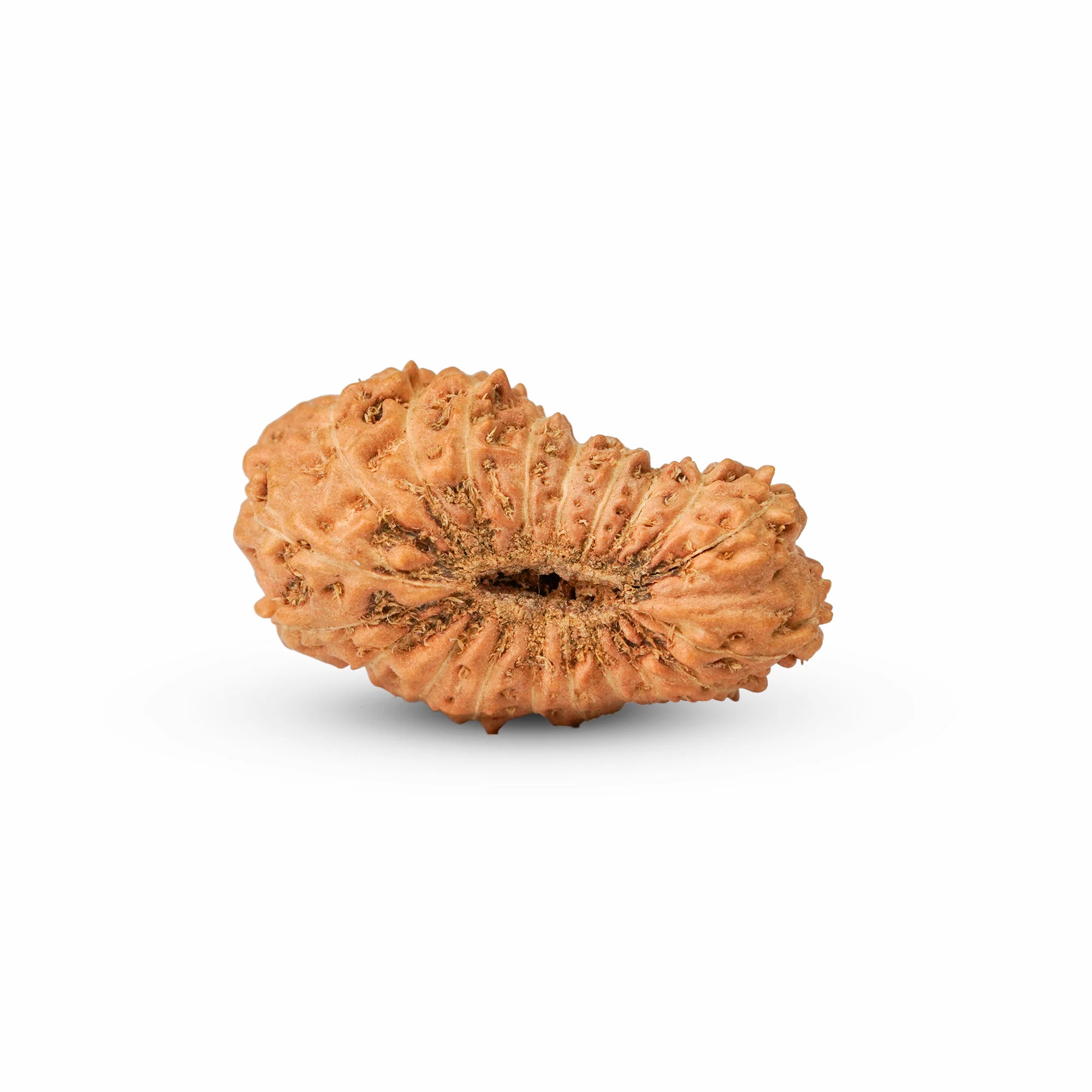20 Mukhi Rudraksha – Original Indonesian (Java) Collector Bead — Indonesia photo 4