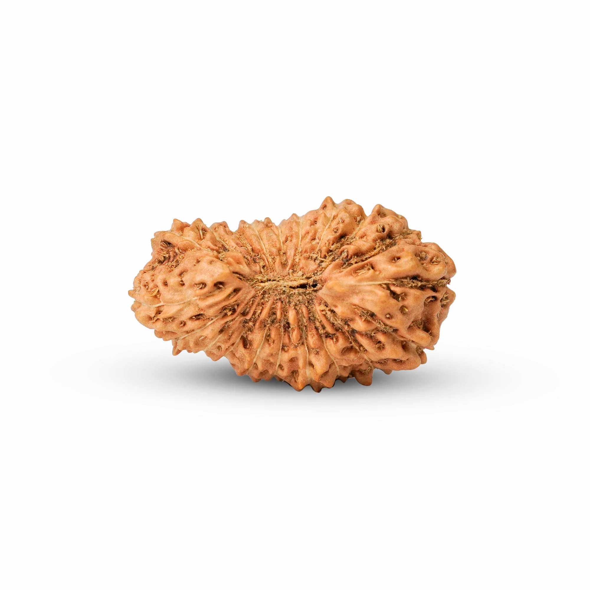 20 Mukhi Rudraksha – Original Indonesian (Java) Collector Bead — Indonesia photo 3