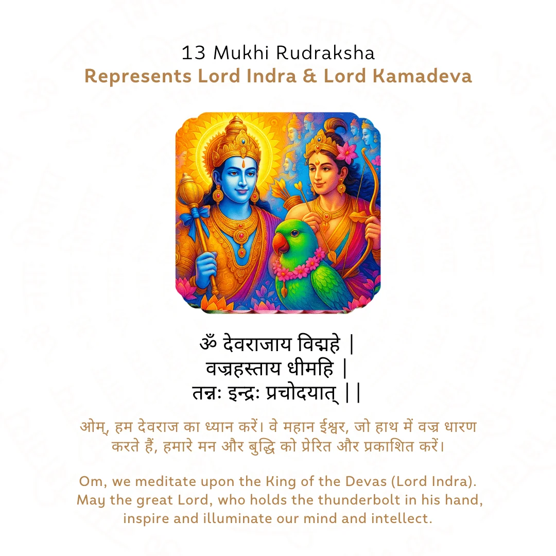 13 Mukhi Rudraksha (Nepali) — Nepal photo 4