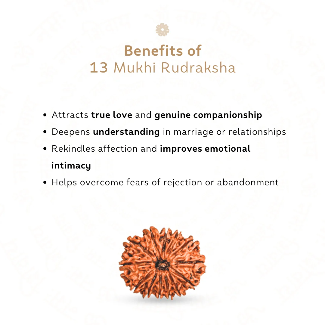 13 Mukhi Rudraksha (Nepali) — Nepal photo 3