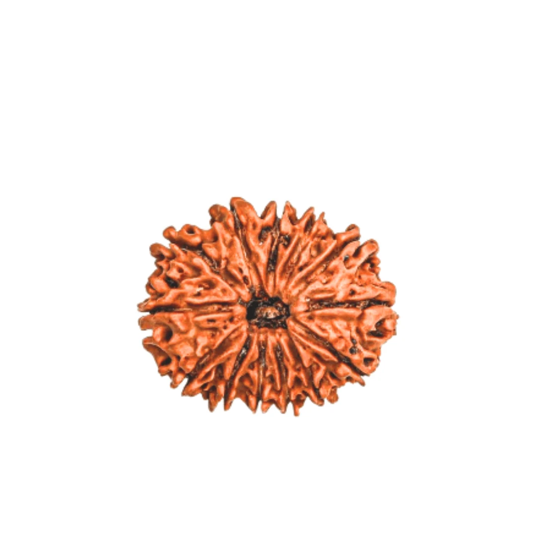 13 Mukhi Rudraksha (Nepali) — Nepal photo 5