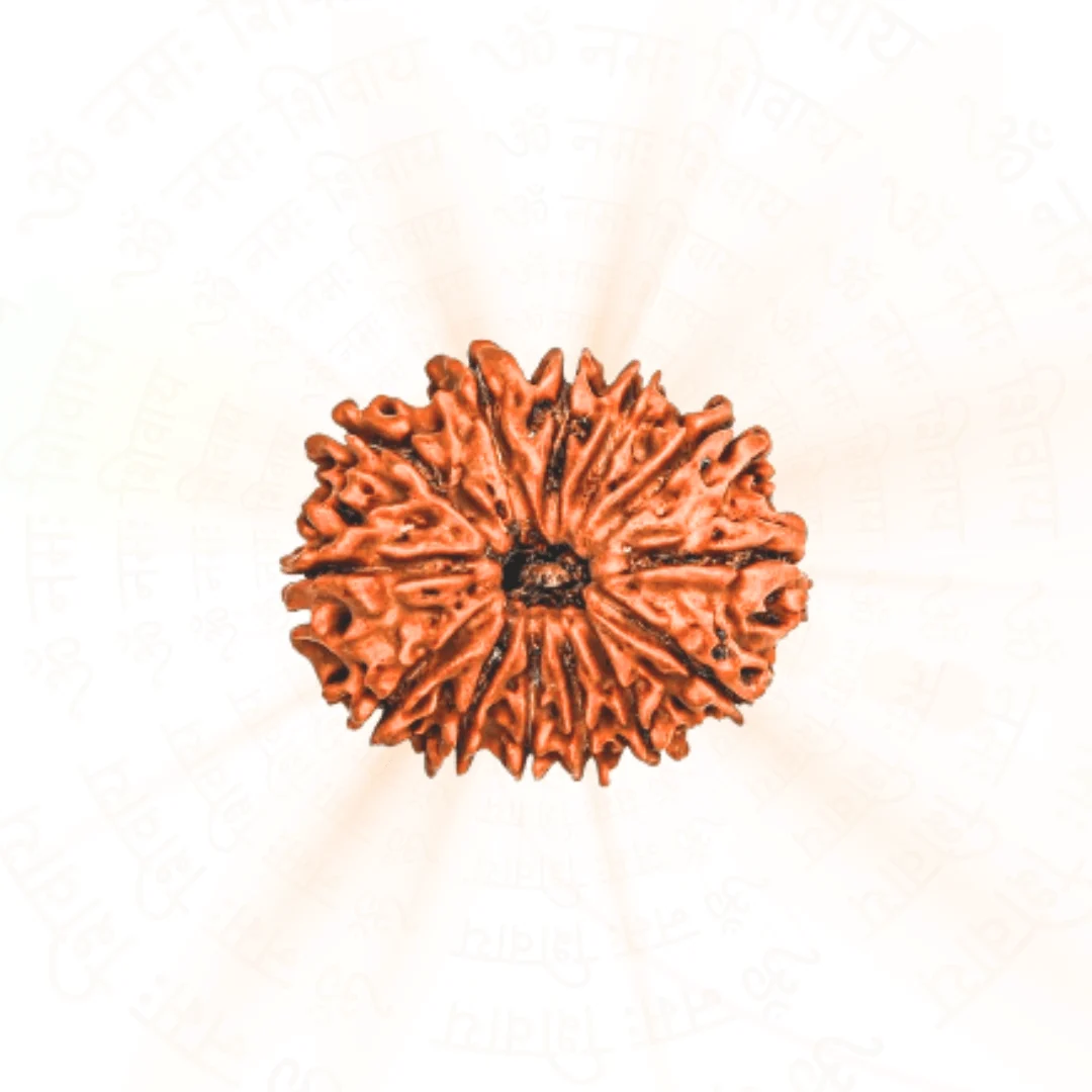 13 Mukhi Rudraksha (Nepali) — Nepal photo 2