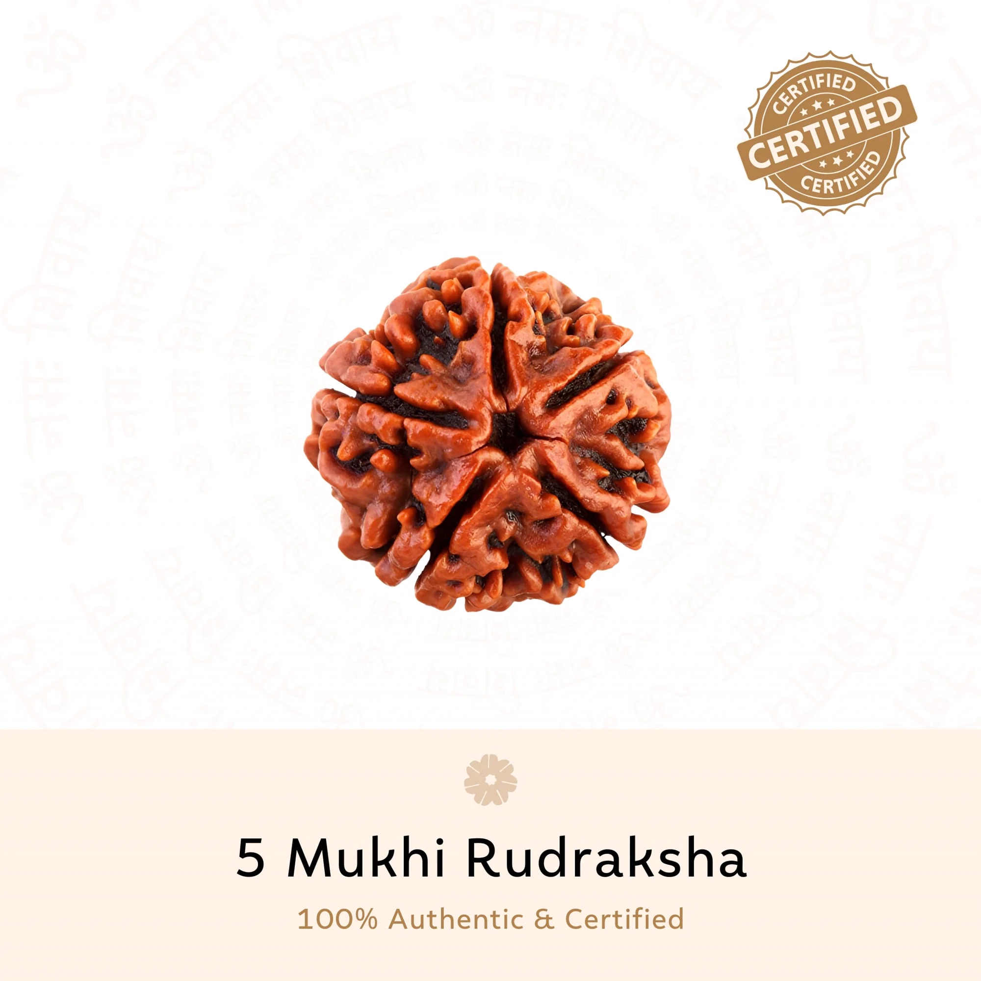 Buy Orignal 5 Mukhi Rudraksha ( Nepali ) Online at Best Price