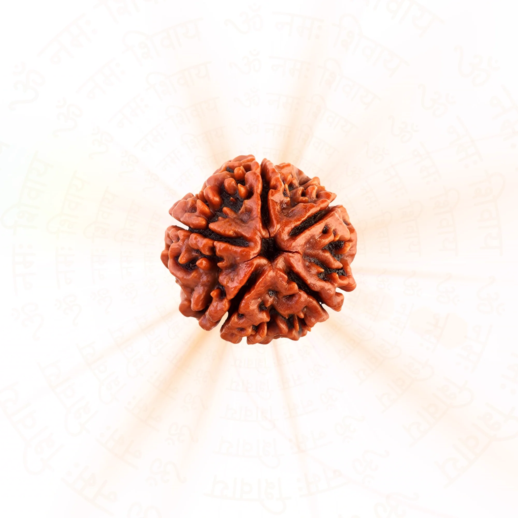 Buy Orignal 5 Mukhi Rudraksha ( Nepali ) Online at Best Price — Nepal photo 2
