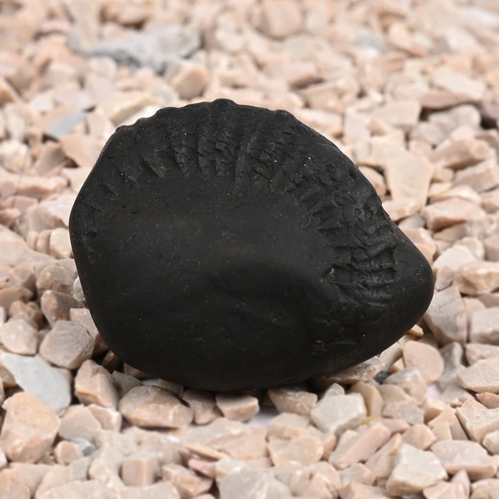 Matsya Laxmi Kalpavriksha Shaligram Shila