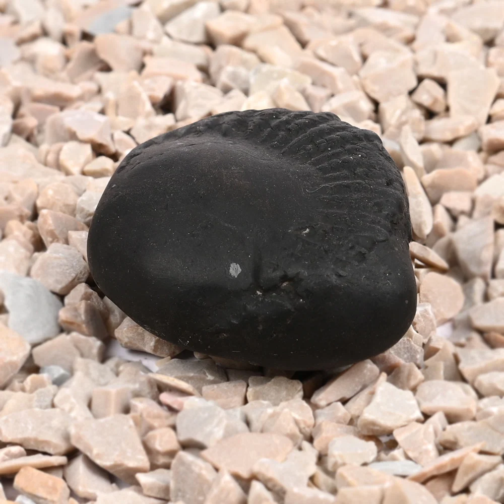 Matsya Laxmi Kalpavriksha Shaligram Shila — view 2