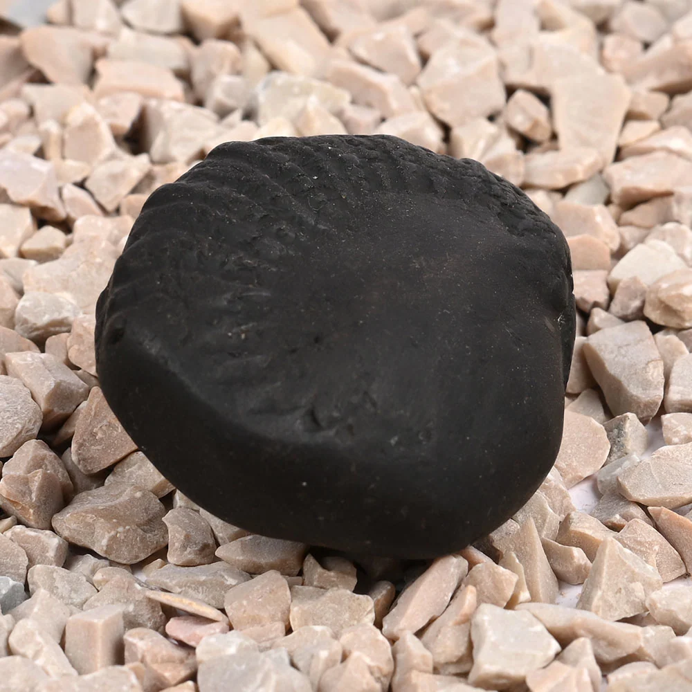 Matsya Laxmi Kalpavriksha Shaligram Shila — view 3