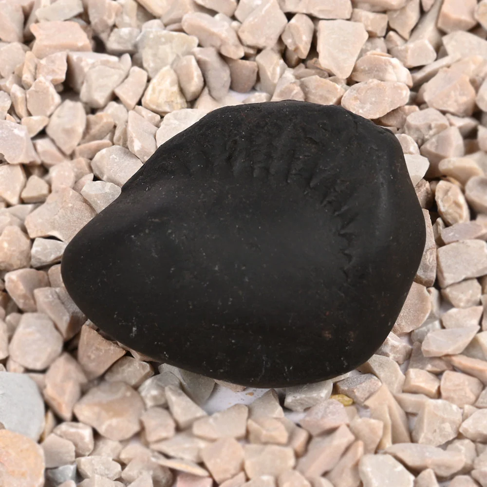 Matsya Laxmi Kalpavriksha Shaligram Shila — view 4