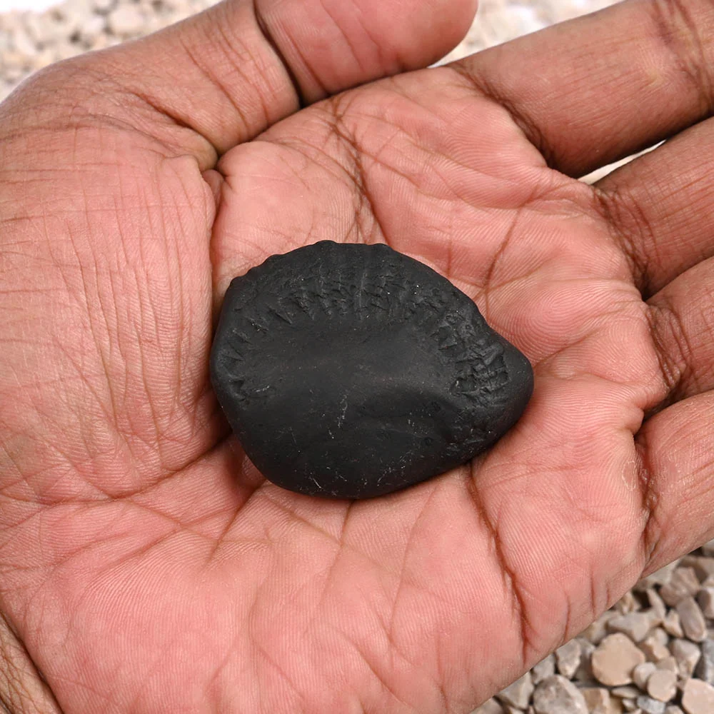 Matsya Laxmi Kalpavriksha Shaligram Shila — view 5
