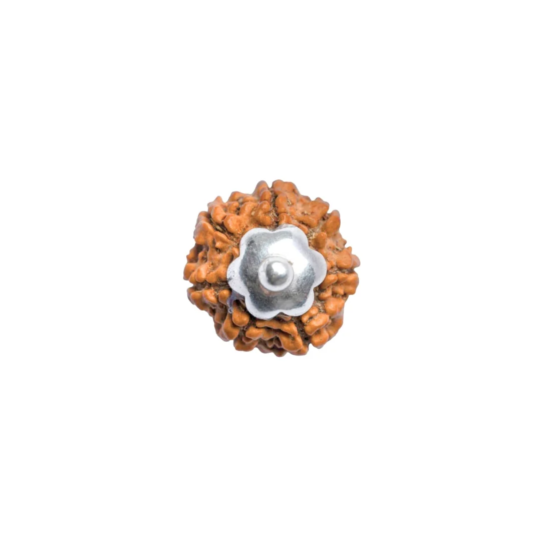 7 Mukhi Rudraksha Silver Capping Pendant ( Nepali ) — Nepal photo 4